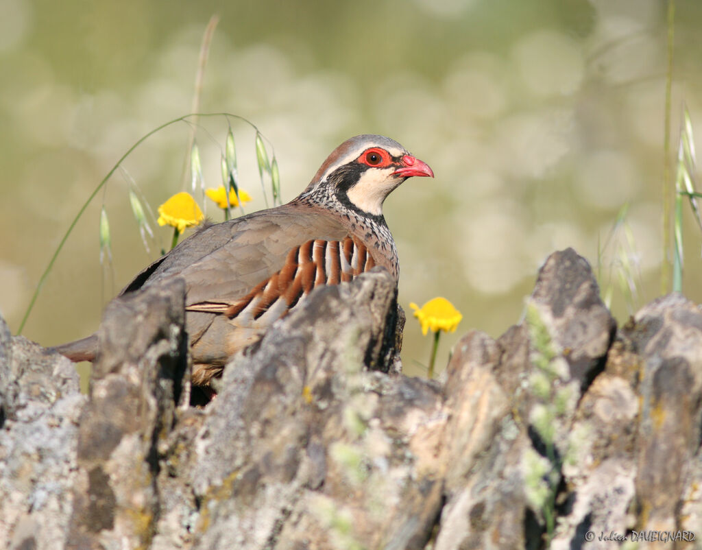 Perdrix rouge, identification