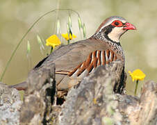 Red-legged Partridge