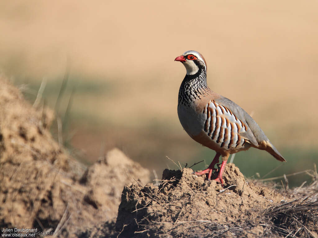 Perdrix rougeadulte, identification