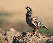 Red-legged Partridge