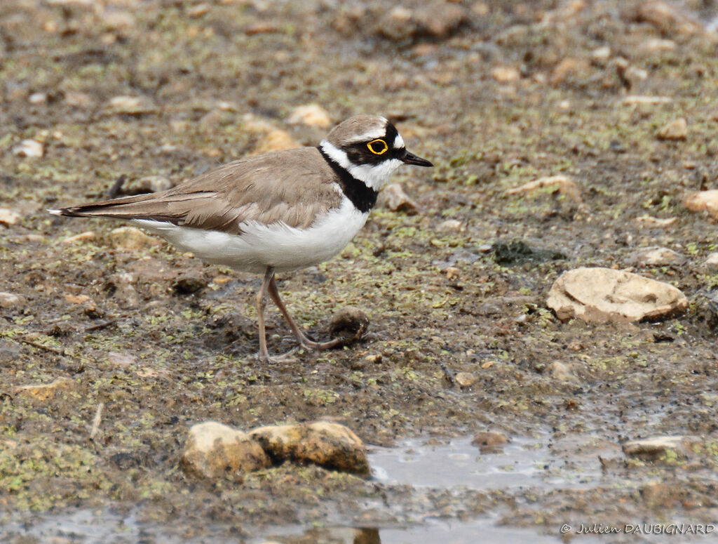 Little Ringed Plover, identification