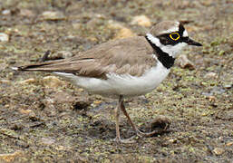 Little Ringed Plover