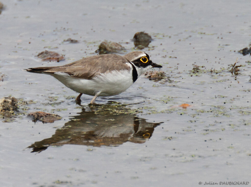 Little Ringed Plover, identification