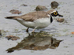 Little Ringed Plover