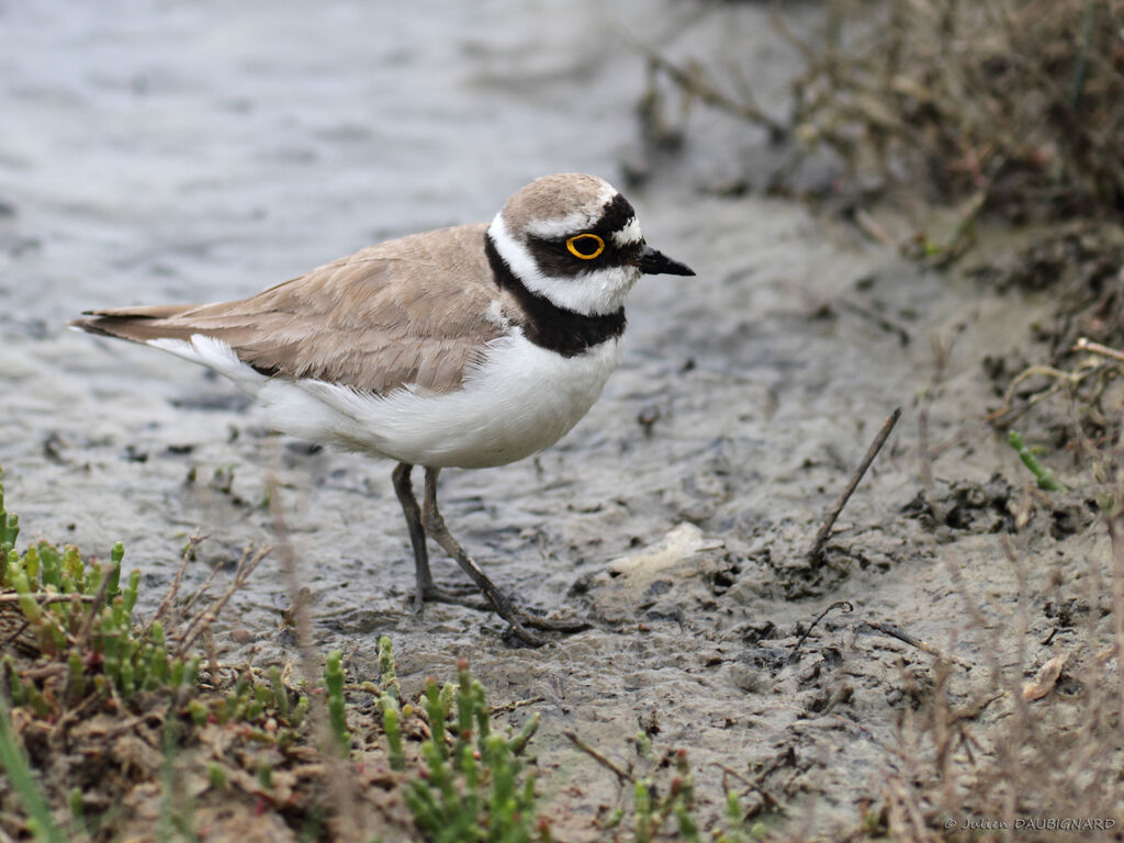 Little Ringed Ploveradult, identification