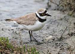 Little Ringed Plover