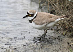 Little Ringed Plover