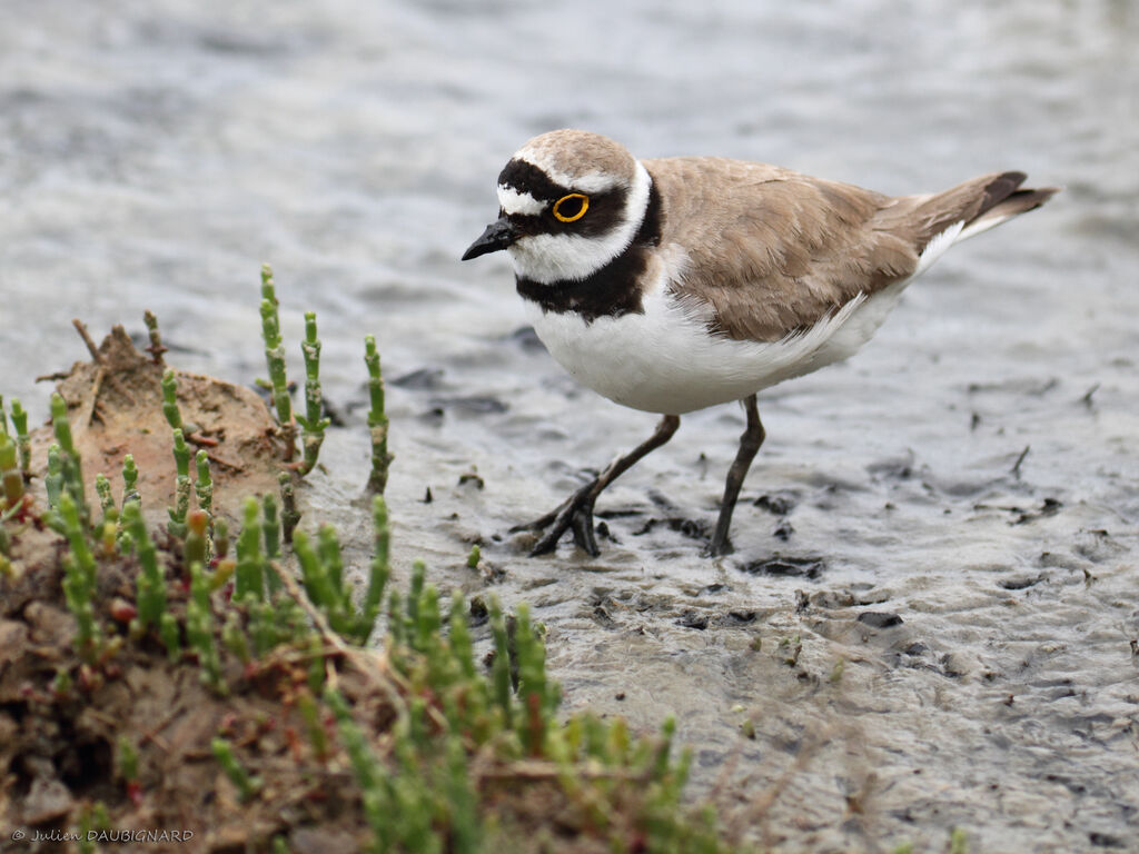 Little Ringed Ploveradult, identification