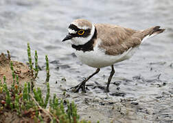 Little Ringed Plover