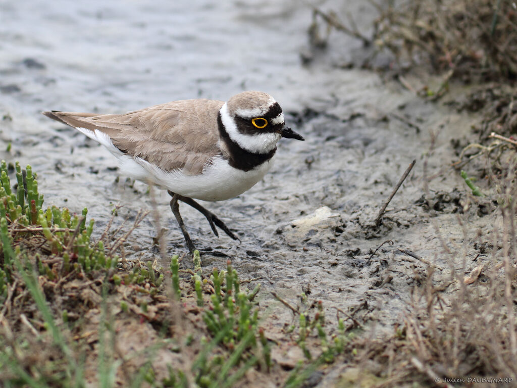 Little Ringed Ploveradult, identification