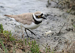 Little Ringed Plover