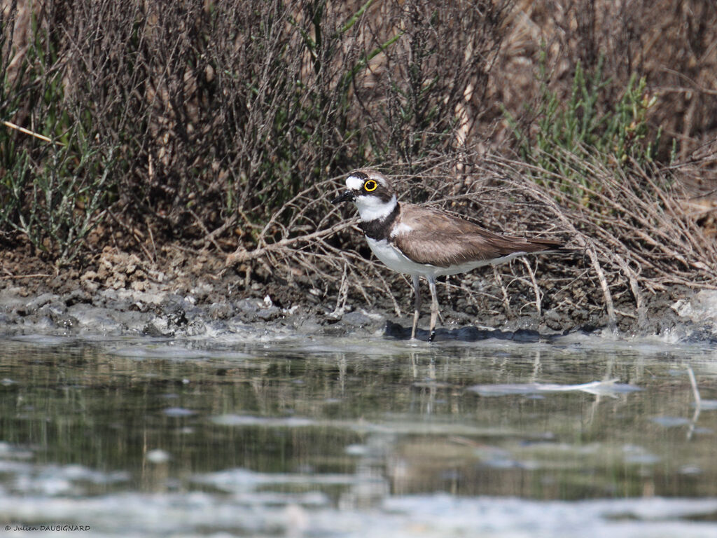 Little Ringed Plover, identification