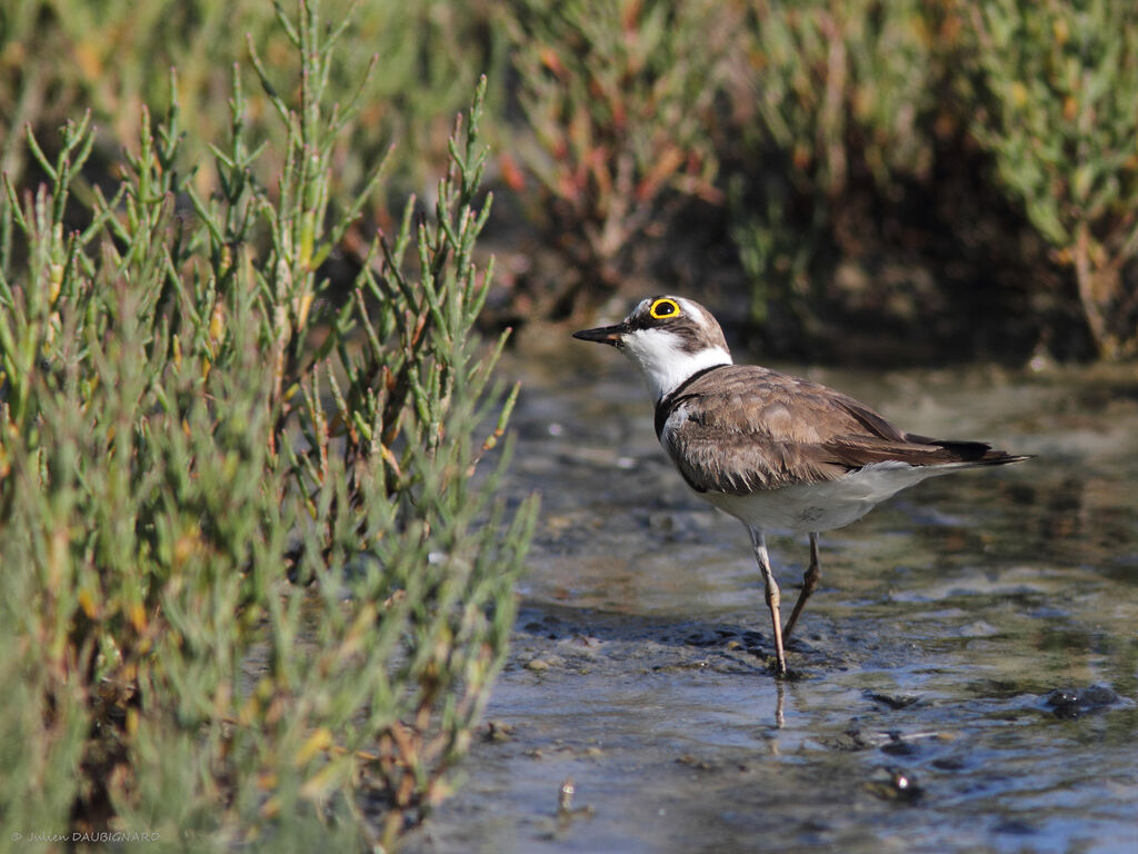 Little Ringed Plover, identification