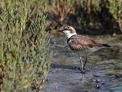 Little Ringed Plover