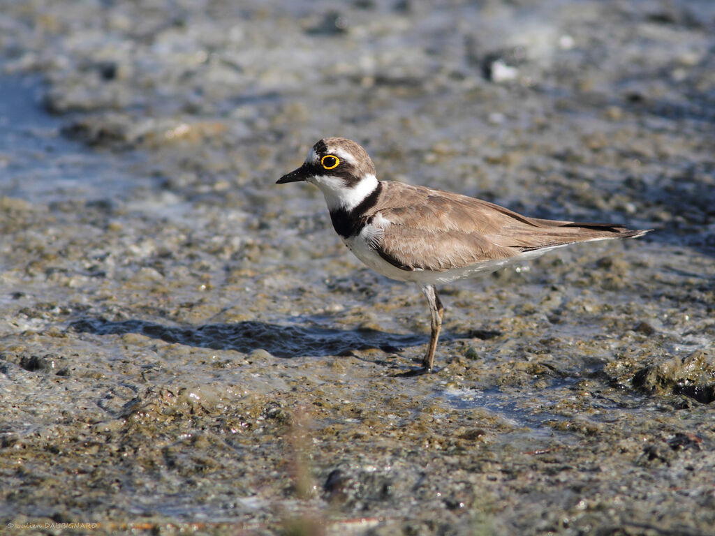 Little Ringed Plover, identification