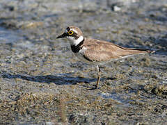 Little Ringed Plover