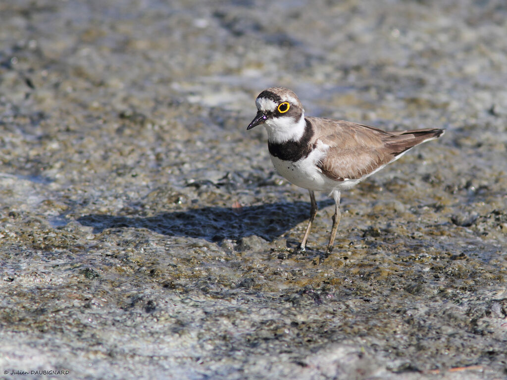 Little Ringed Plover, identification