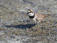 Little Ringed Plover