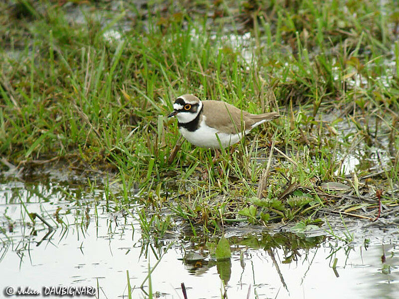 Little Ringed Plover