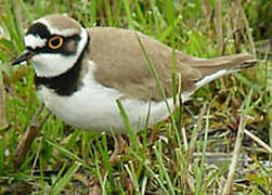 Little Ringed Plover