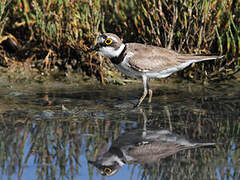 Little Ringed Plover