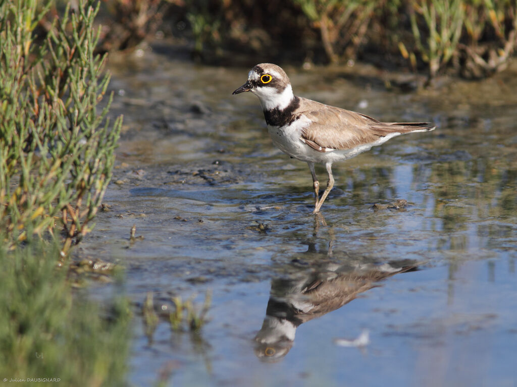 Little Ringed Plover, identification