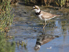 Little Ringed Plover