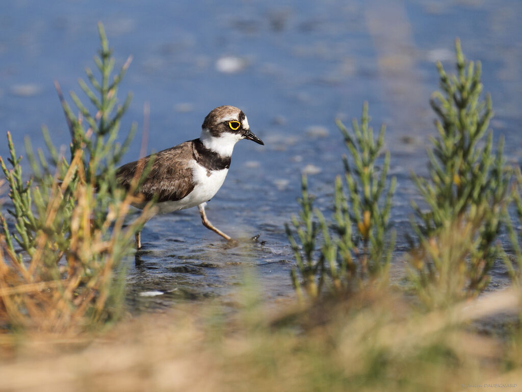 Little Ringed Plover, identification