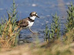 Little Ringed Plover