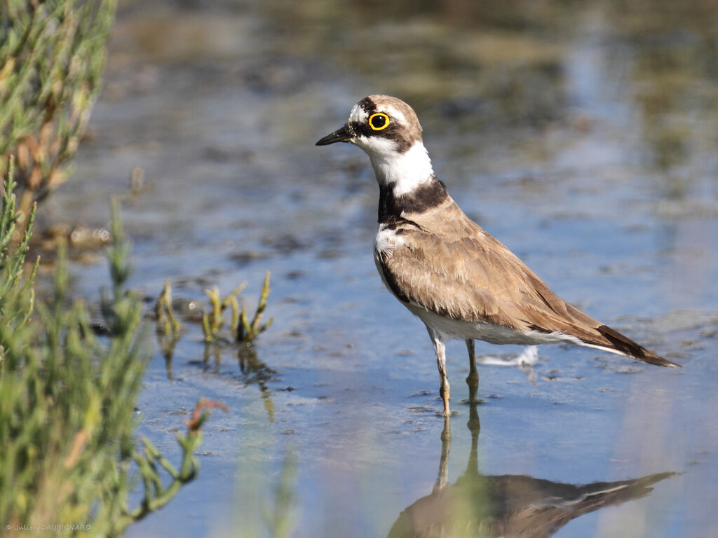 Little Ringed Plover, identification