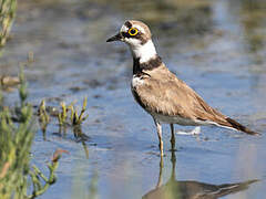 Little Ringed Plover