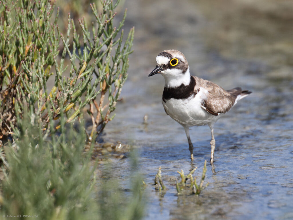 Little Ringed Plover, identification