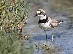 Little Ringed Plover