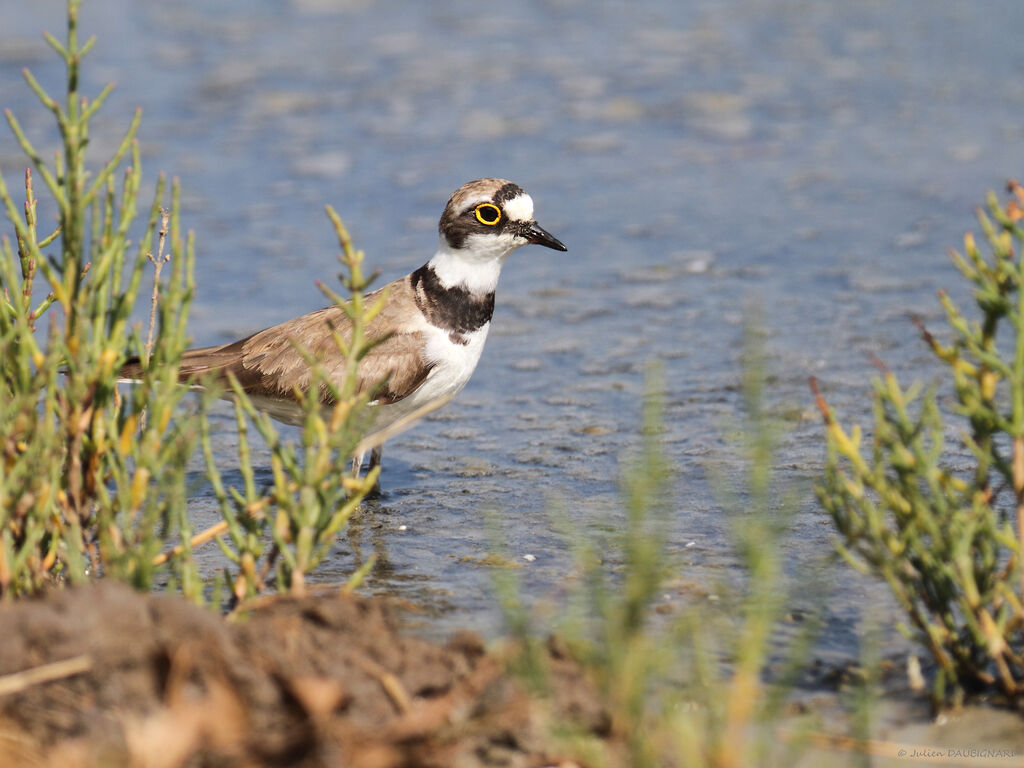 Little Ringed Plover, identification