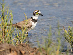 Little Ringed Plover