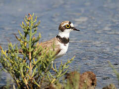 Little Ringed Plover