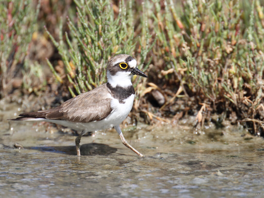 Little Ringed Plover, identification