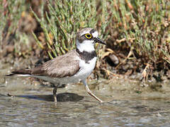 Little Ringed Plover