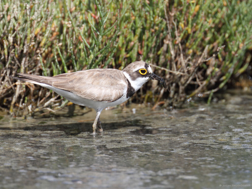 Little Ringed Plover, identification