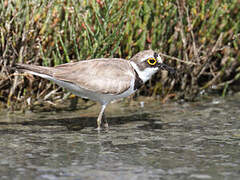 Little Ringed Plover