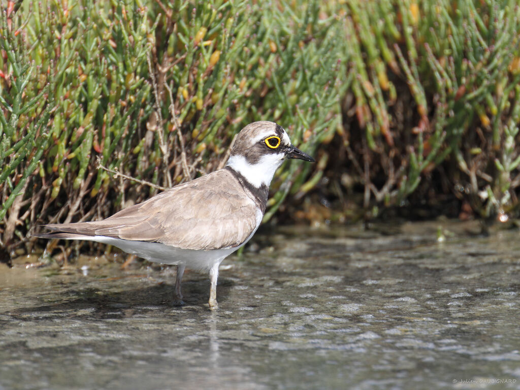 Little Ringed Plover, identification