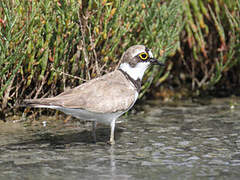 Little Ringed Plover