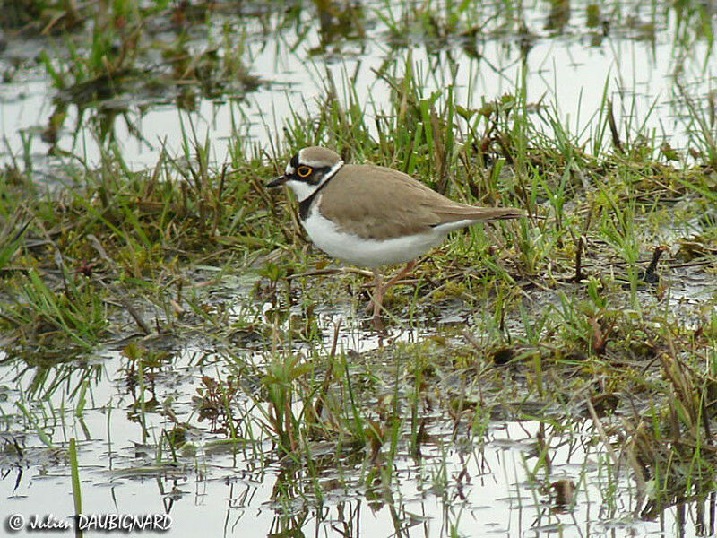 Little Ringed Plover