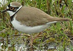 Little Ringed Plover