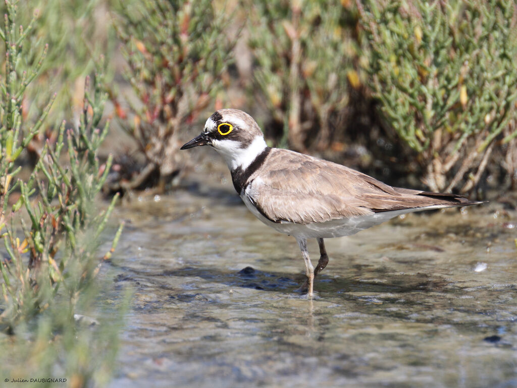 Little Ringed Plover, identification