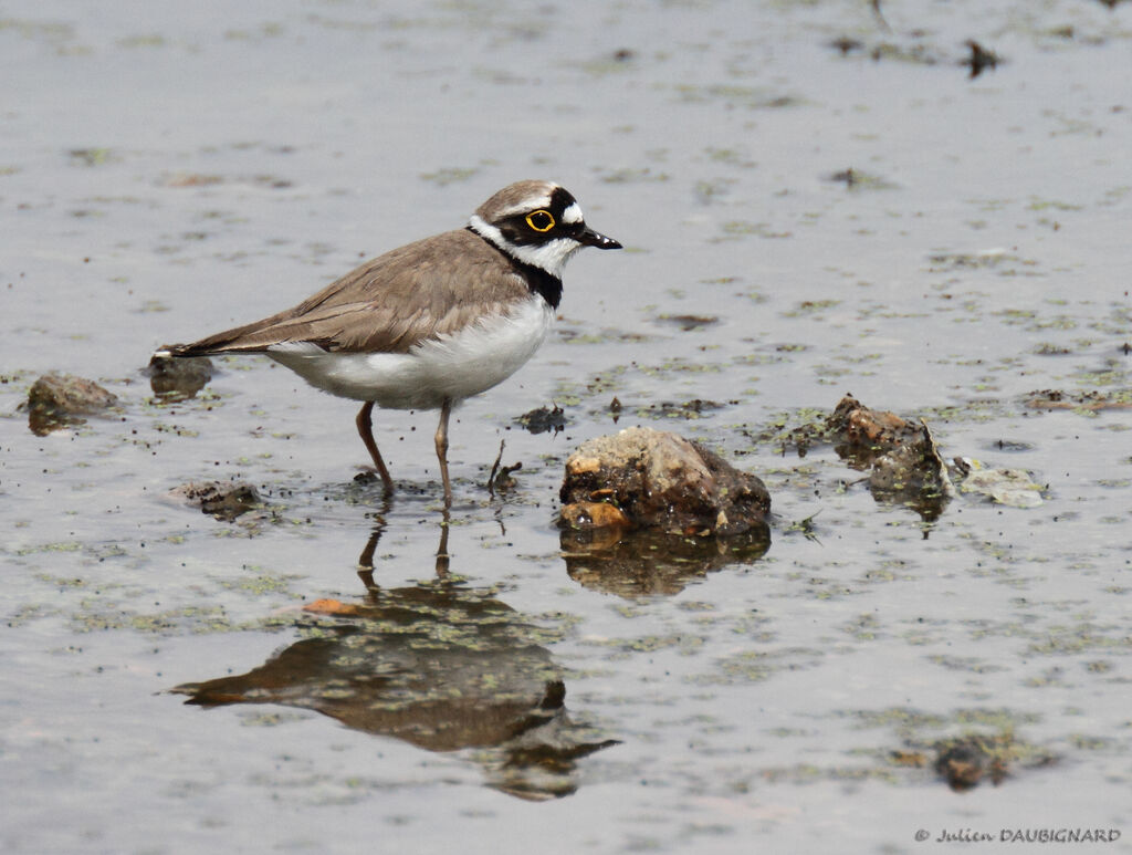 Little Ringed Plover, identification