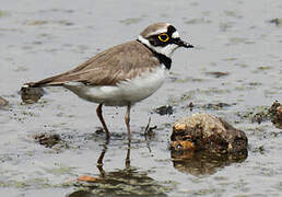 Little Ringed Plover