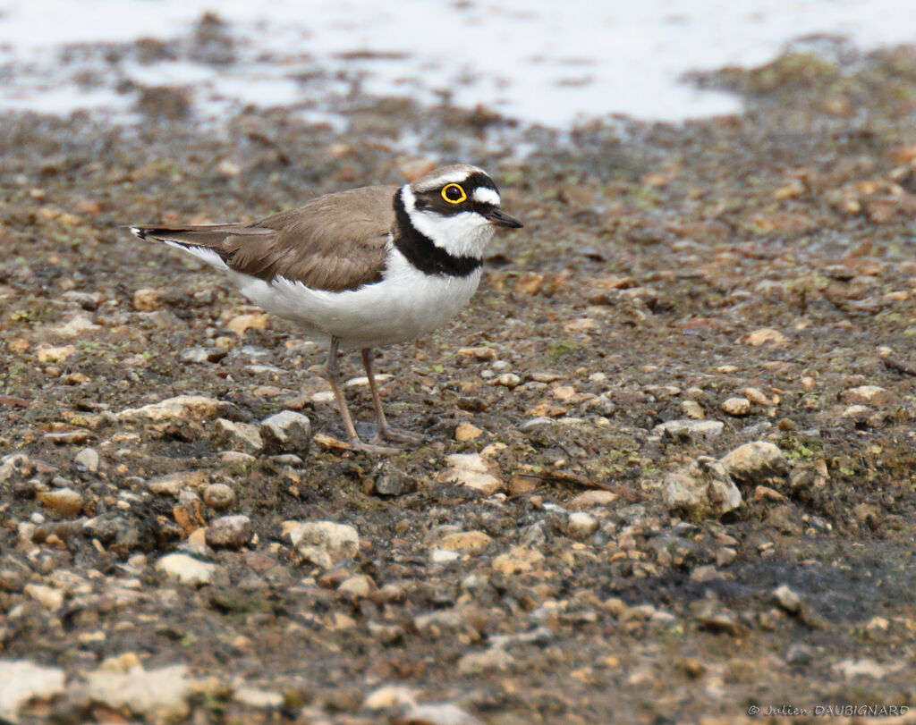 Little Ringed Plover, identification