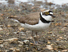 Little Ringed Plover