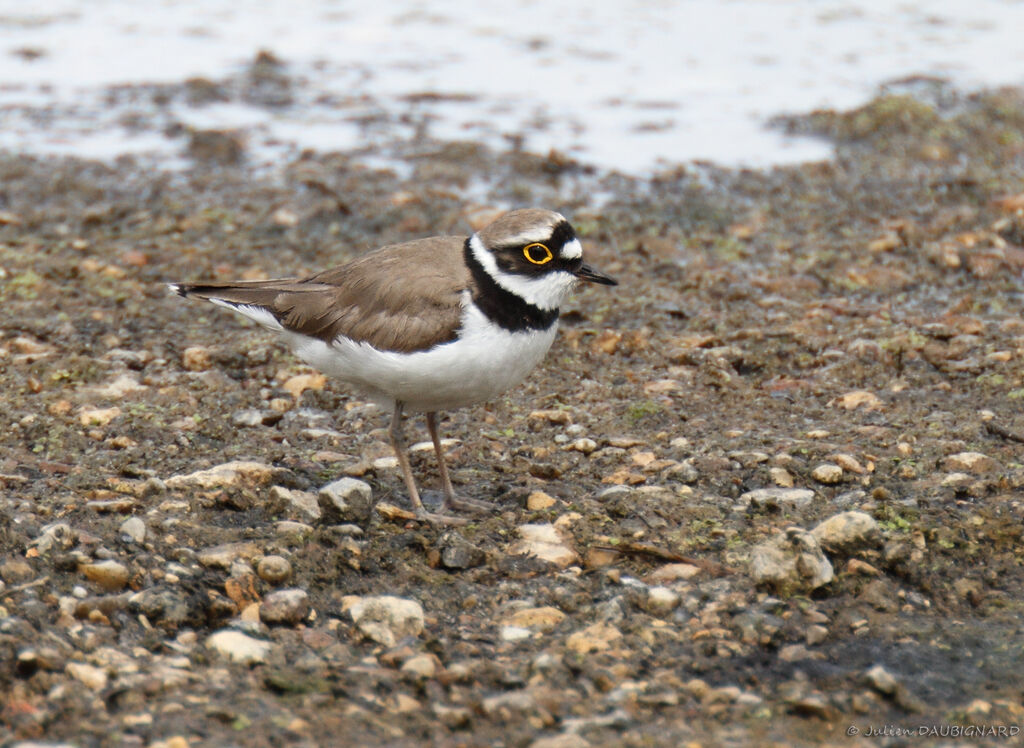 Little Ringed Plover, identification